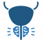 cropped cropped prostate.png